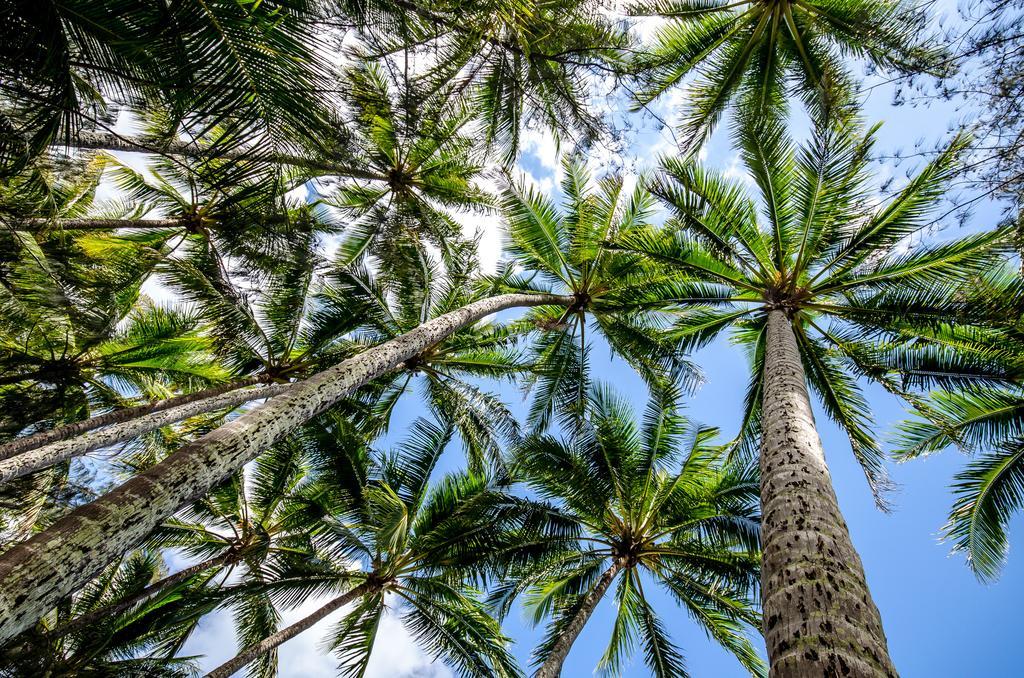 Cairns Beaches Flashpackers Palm Cove Bagian luar foto