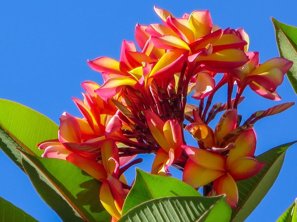 Cairns Beaches Flashpackers Palm Cove Bagian luar foto